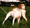 Pedigree SEMEGHINI VALDEZ Pedigree SEMEGHINI VALDEZ